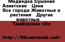 Медведка Сушеная Азиатская › Цена ­ 1 400 - Все города Животные и растения » Другие животные   . Тамбовская обл.